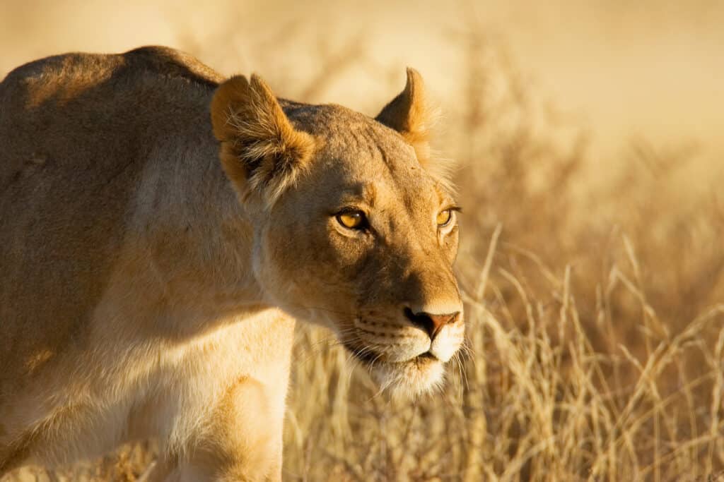 Lioness Shows Her Strength And Drags a 1000-LB Buffalo Out of Water