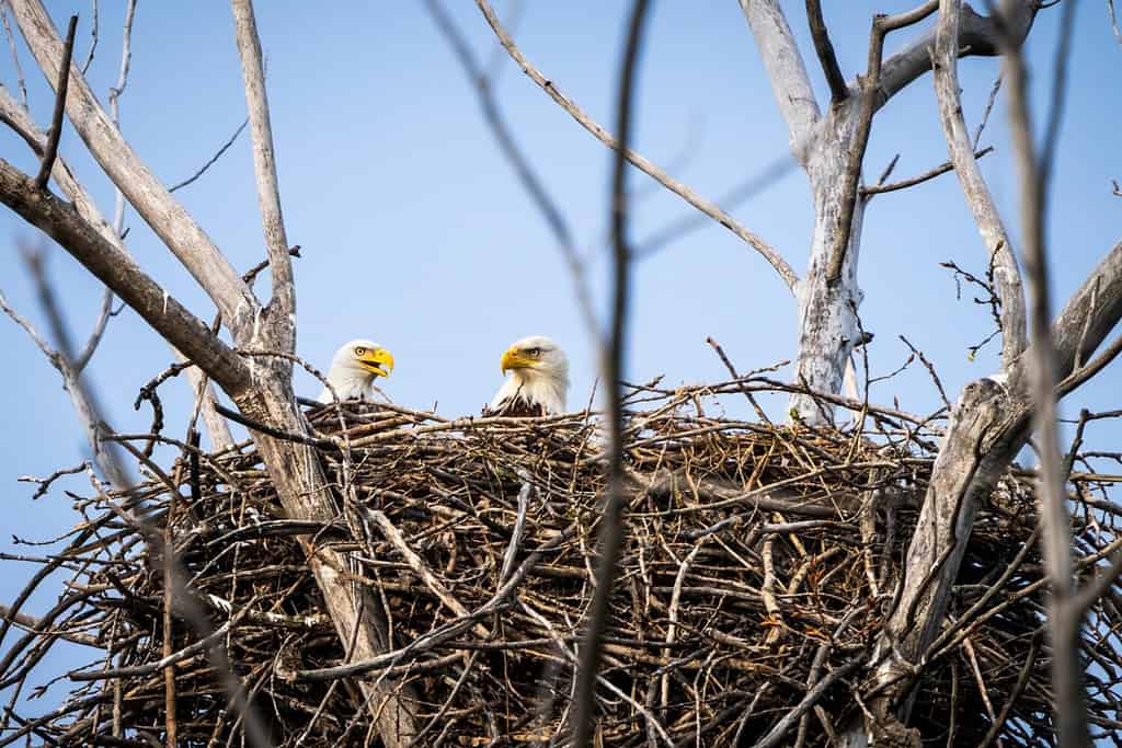 The 6 Best Places and Times to See Bald Eagles in Maryland