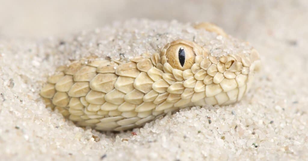 The 11 Most Dangerous Animals Lurking in the Sahara Desert