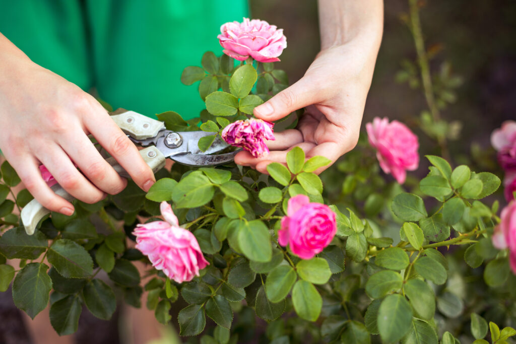 When Do Roses Bloom? Discover Peak Season by Zone