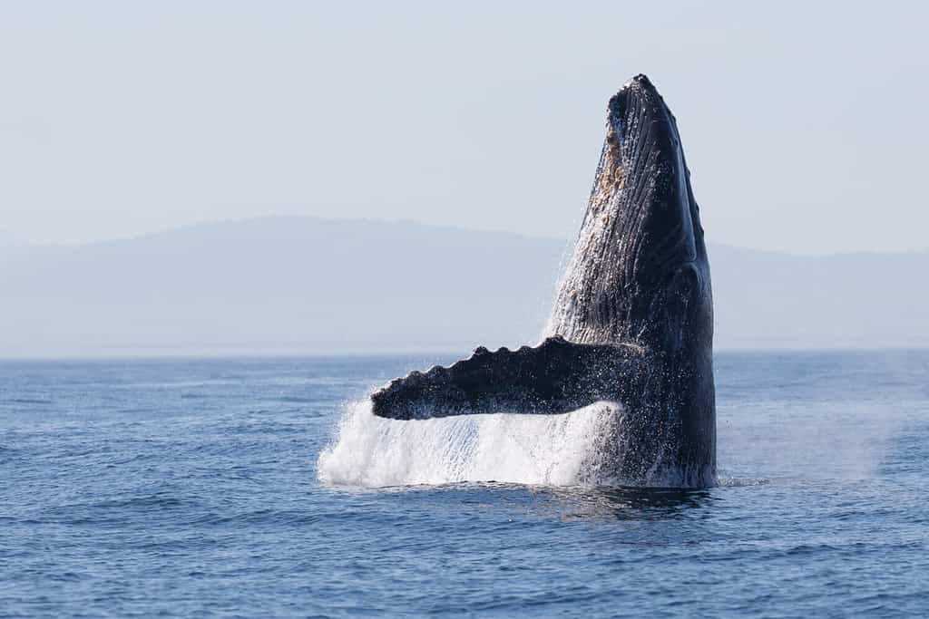 9 Amazing Whales You Might Spot in the Long Island Sound