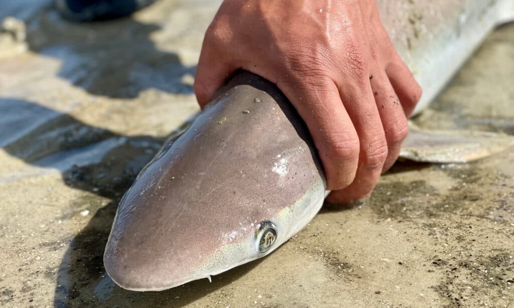 Sharks in Hilton Head: Types, Past Attacks, and More