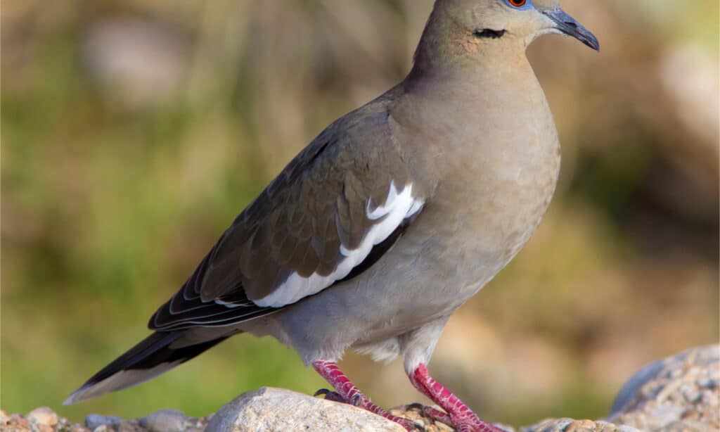 10 Birds That Spend Their Winters in Texas