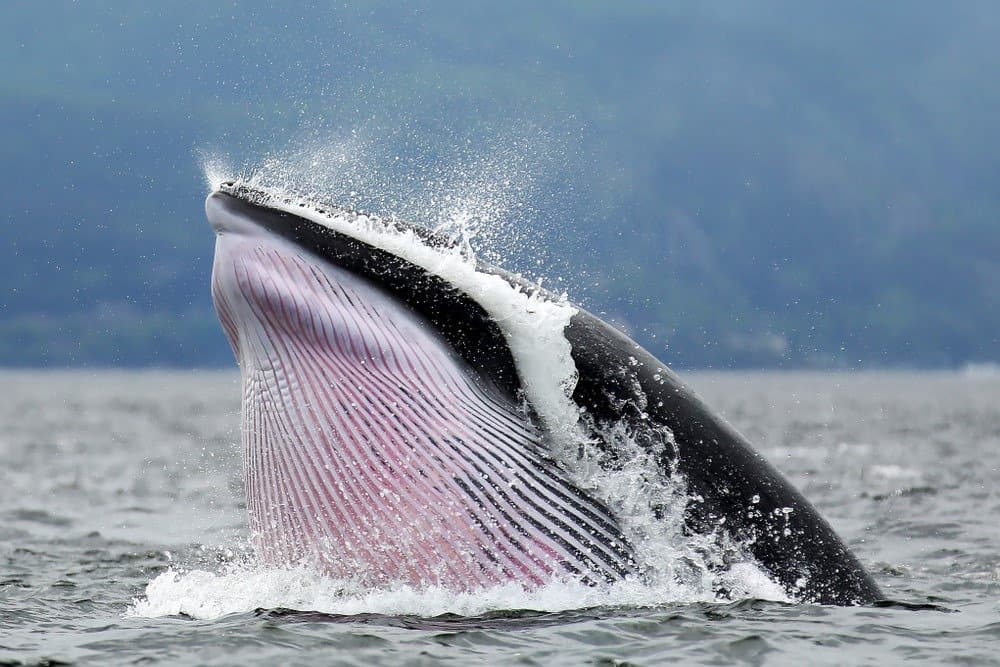 9 Amazing Whales You Might Spot in the Long Island Sound