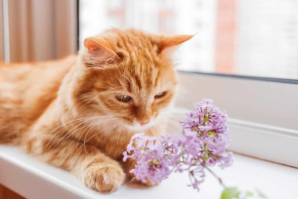 Can Your Cat Get Allergies? 9 Signs and Treatments