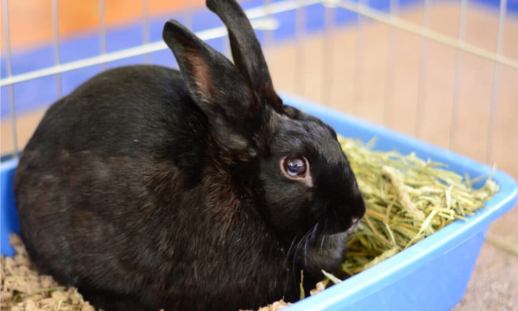 How to Litter Train Your Rabbit: Timeline and 7 Steps to Take for Success