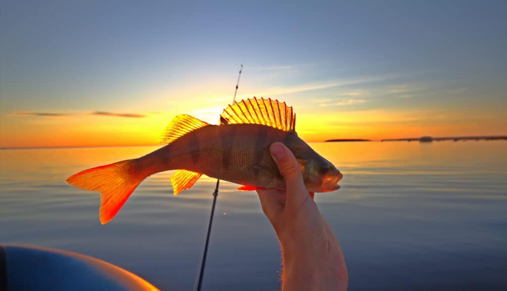 Discover 5 Amazing Fish Living in Lake Washington