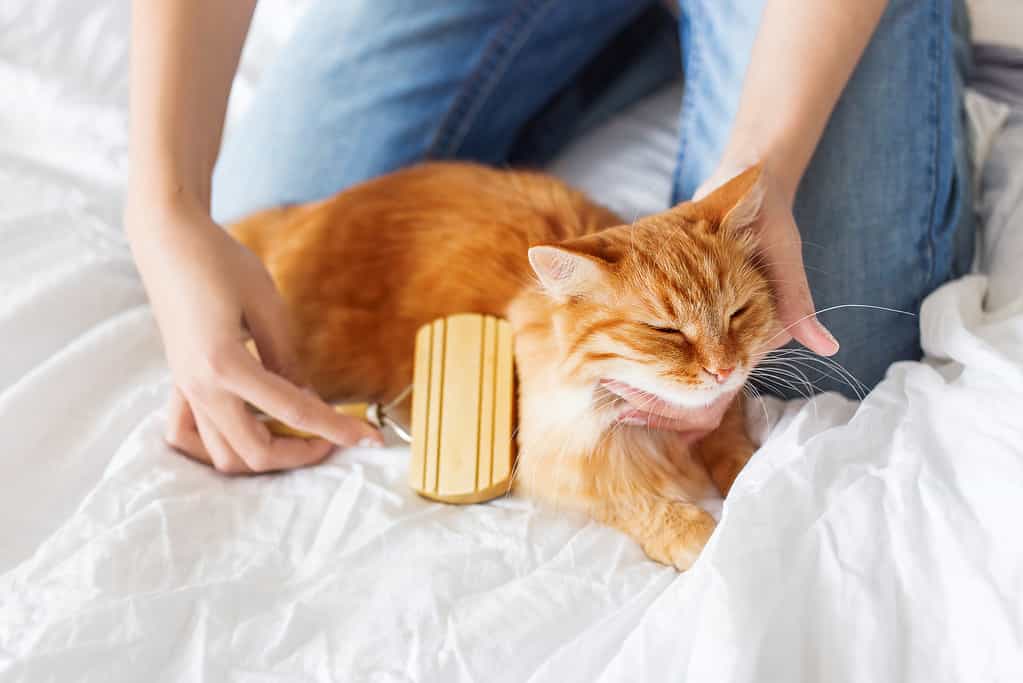 Can Your Cat Get Allergies? 9 Signs and Treatments