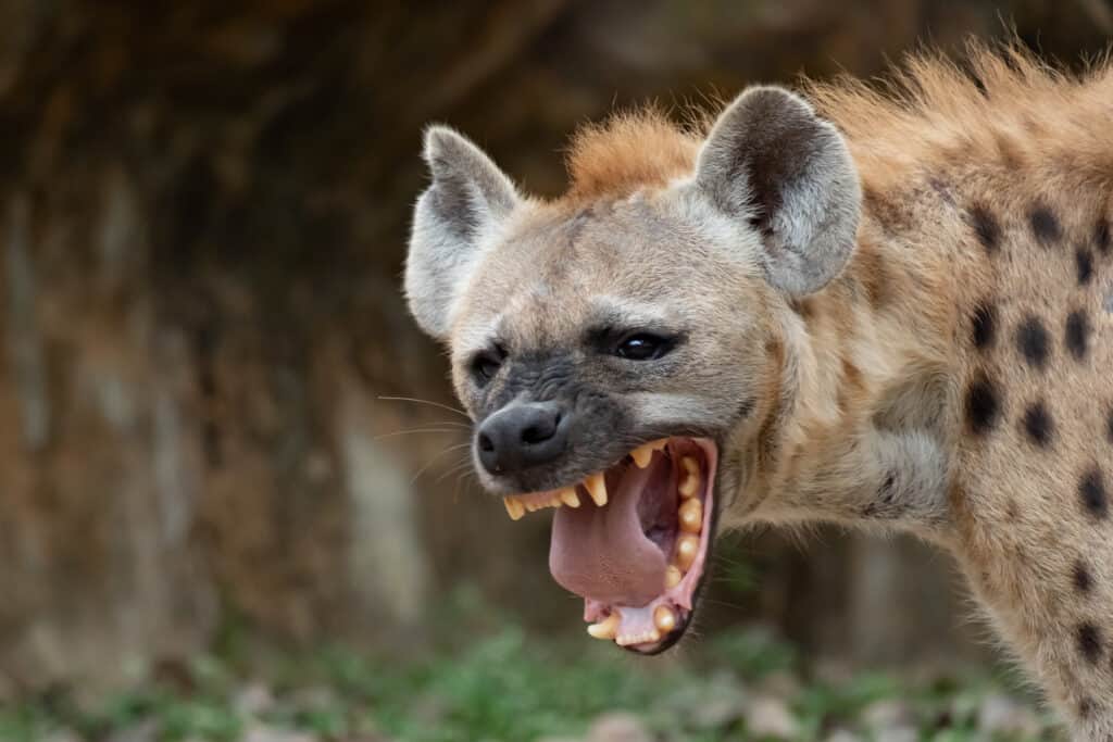 Lone Male Lion Surrounded and Mocked by Hyenas But Sends Them Scattering With a Roar