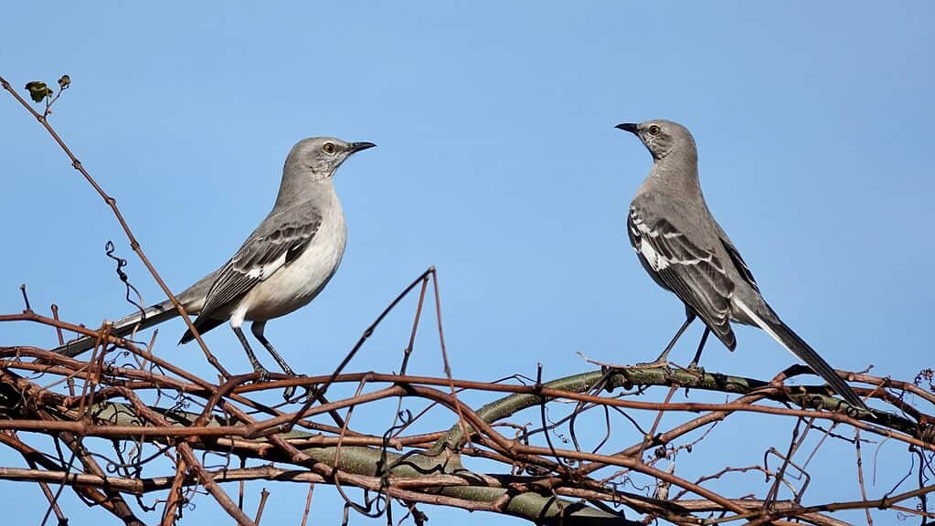 10 Birds That Spend Their Winters in Texas