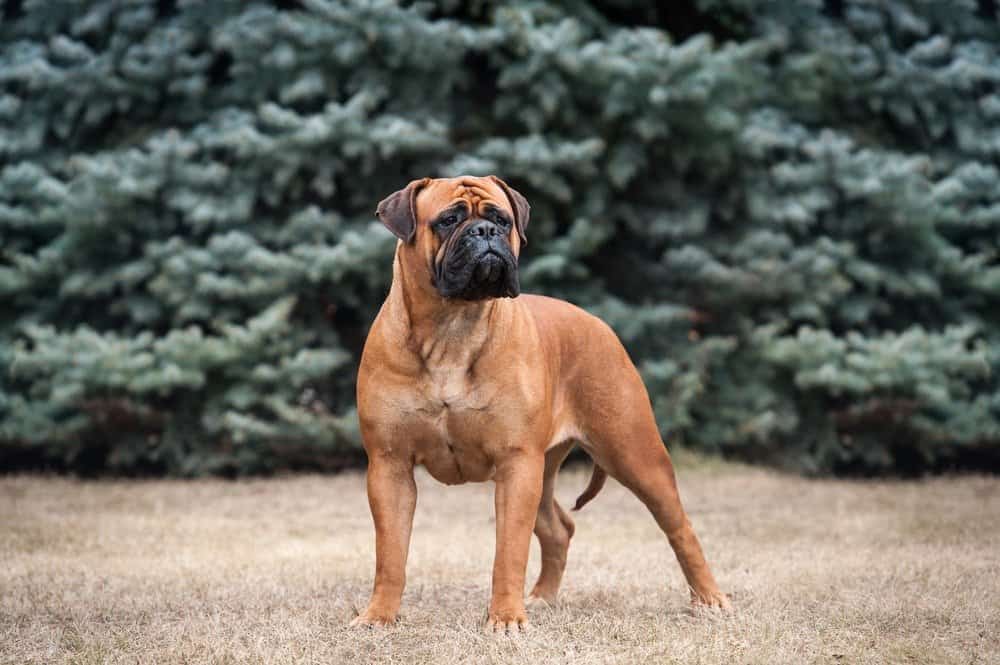 Bullmastiff Prices in 2023: Purchase Cost, Vet Bills, and More!