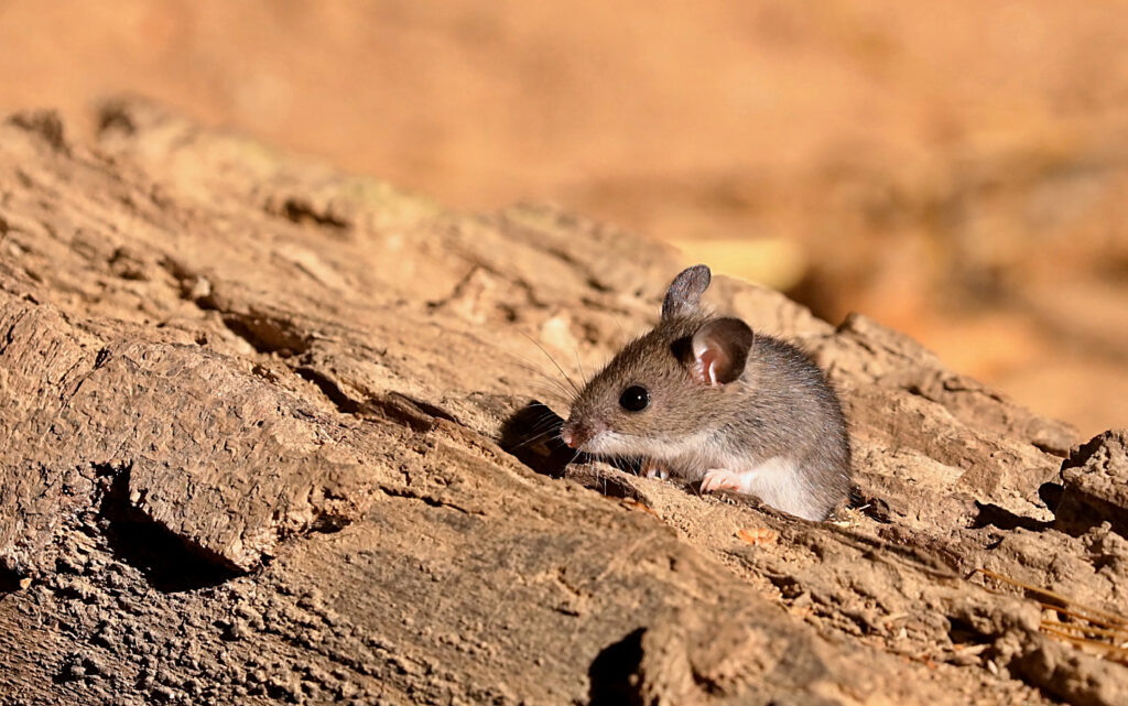 Why Do Mice Chew Wires?