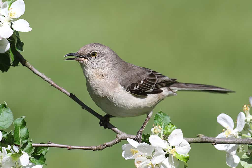 10 Birds That Spend Their Winters in Texas