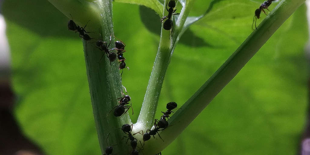 Discover 12 Methods for Getting Rid of Aphids Naturally 