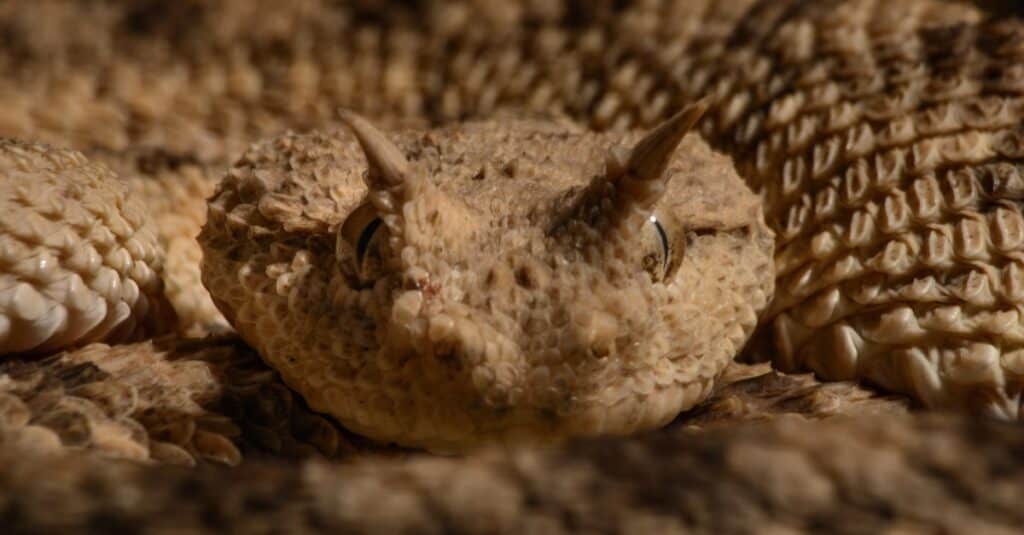 The 11 Most Dangerous Animals Lurking in the Sahara Desert