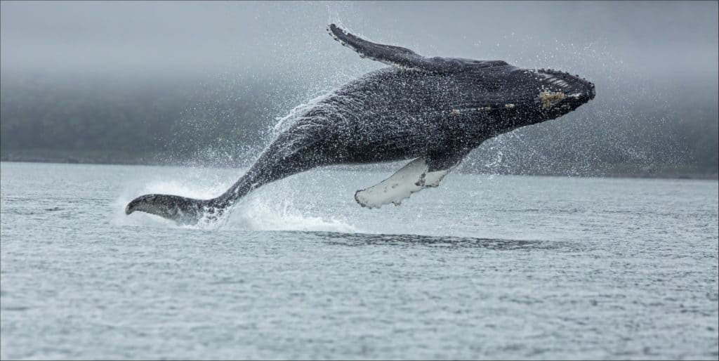 9 Amazing Whales You Might Spot in the Long Island Sound