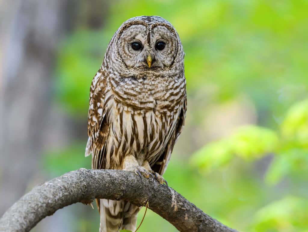 7 Owls that Live in Georgia (and Where You're Likely to See Them)