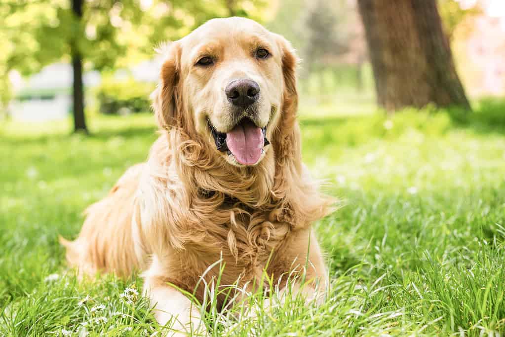 166 Amazing Dog Names That Start With B