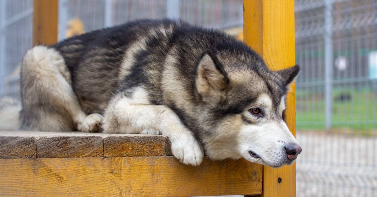 Huge Wolf Stands in the Doorway of a House Only to Playfully Paw Towards the Camera