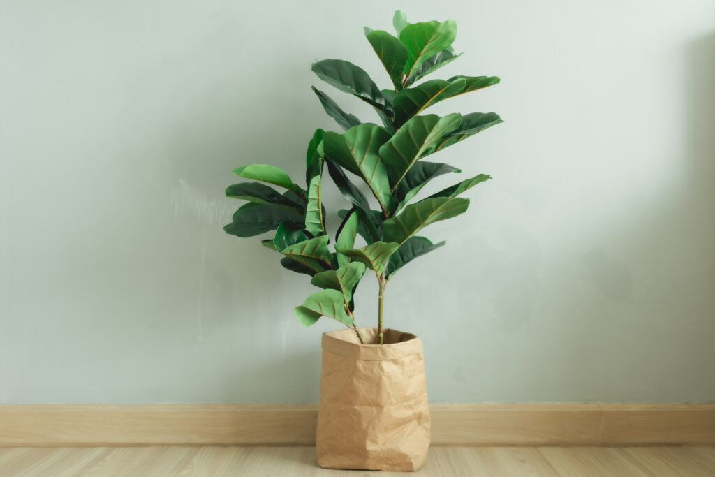 Discover the Best Soil for Fiddle Leaf Figs: Top Mixes and 9 Critical Care Tips