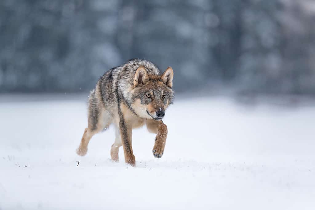 Huge Wolf Stands in the Doorway of a House Only to Playfully Paw Towards the Camera