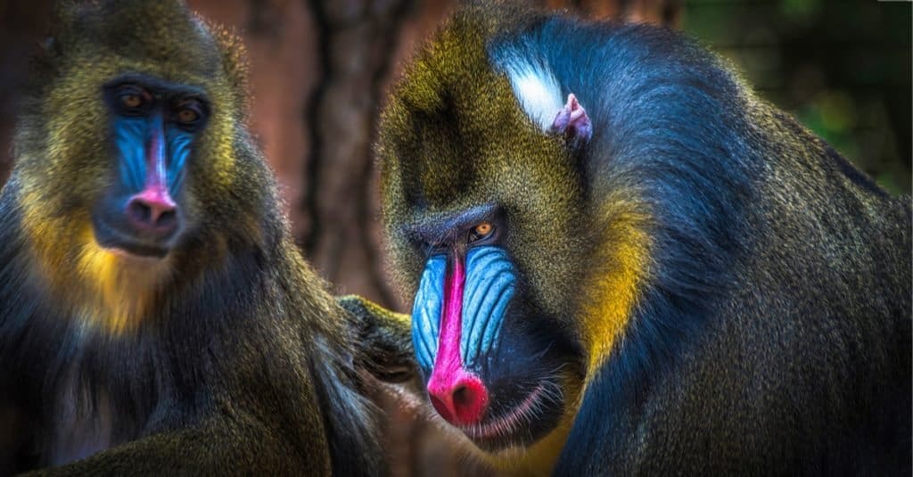 Watch This Massive Chunky Monkey Gleefully Feast on Mangoes