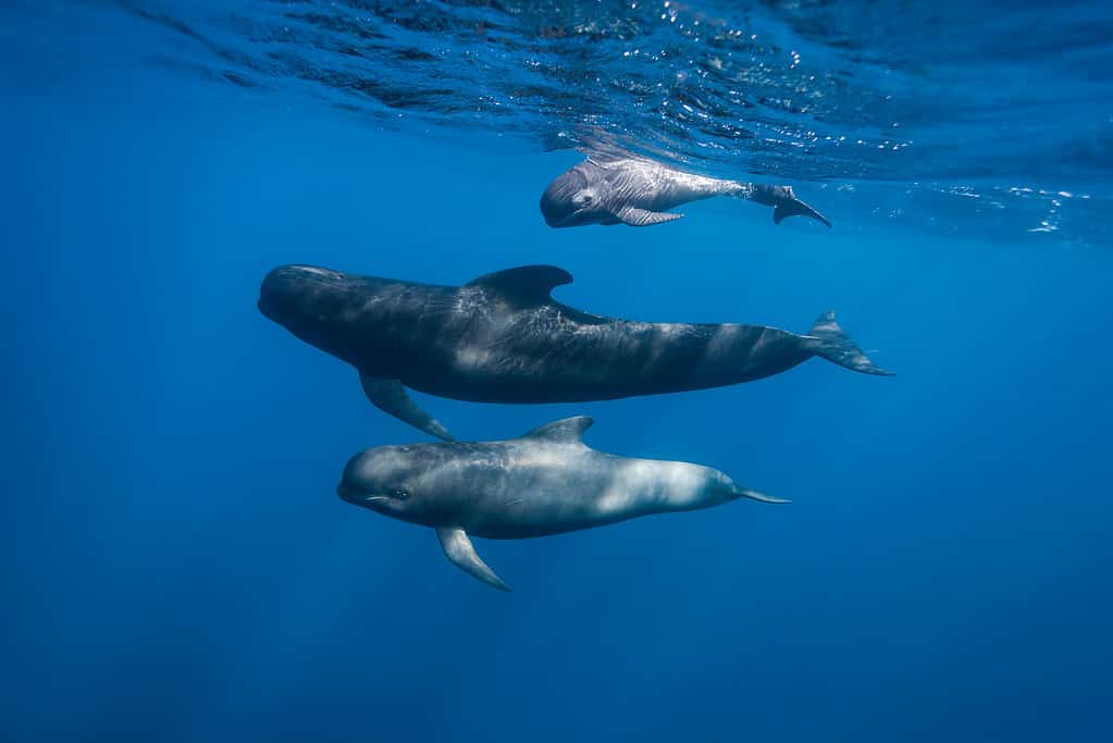 9 Amazing Whales You Might Spot in the Long Island Sound