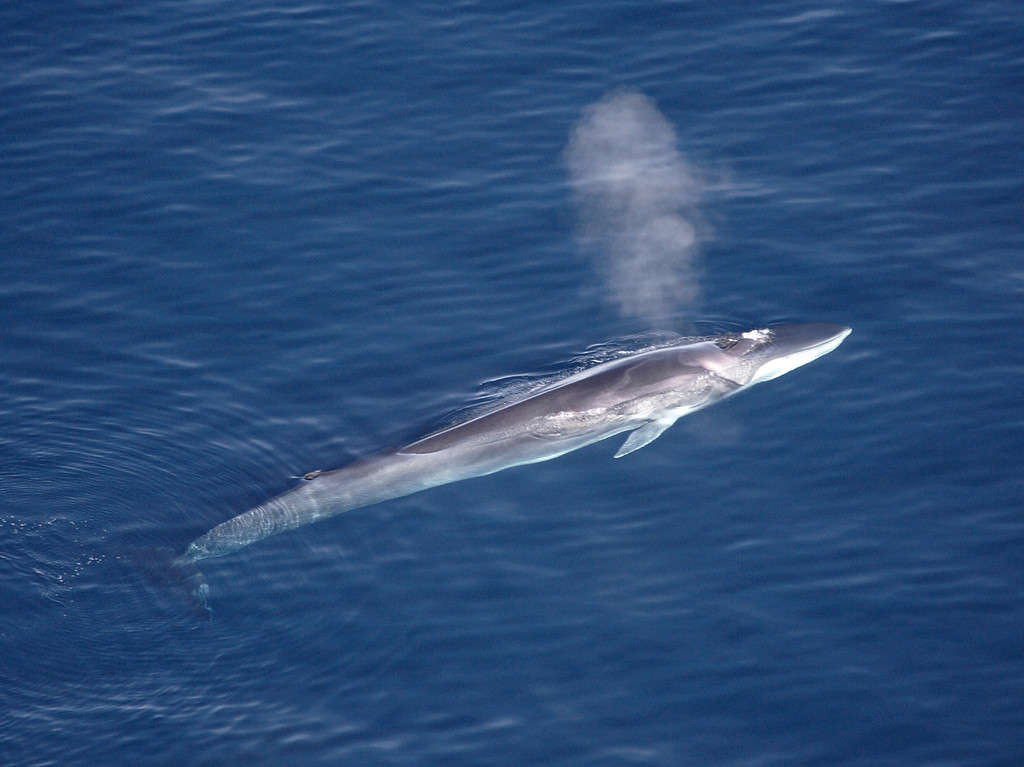 9 Amazing Whales You Might Spot in the Long Island Sound