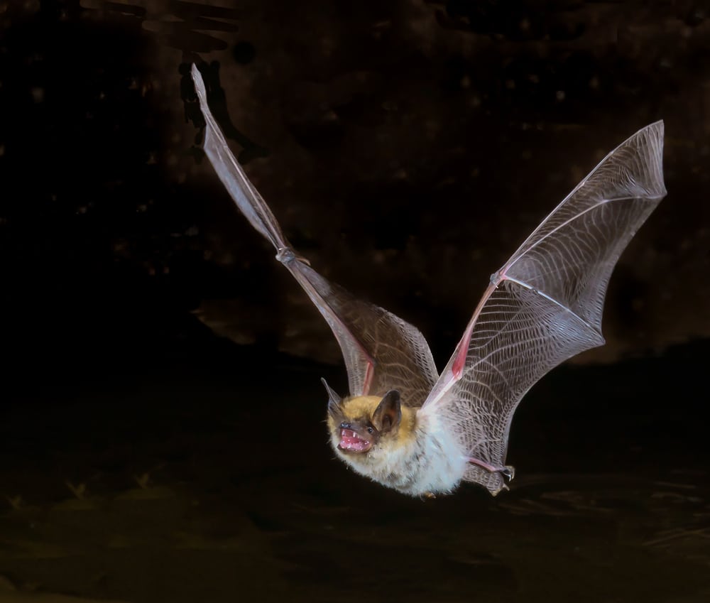 Owl vs Bat: Which Flying Creature Would Win a Fight?