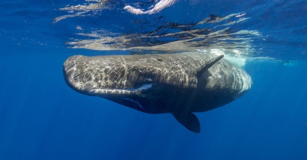 9 Amazing Whales You Might Spot in the Long Island Sound