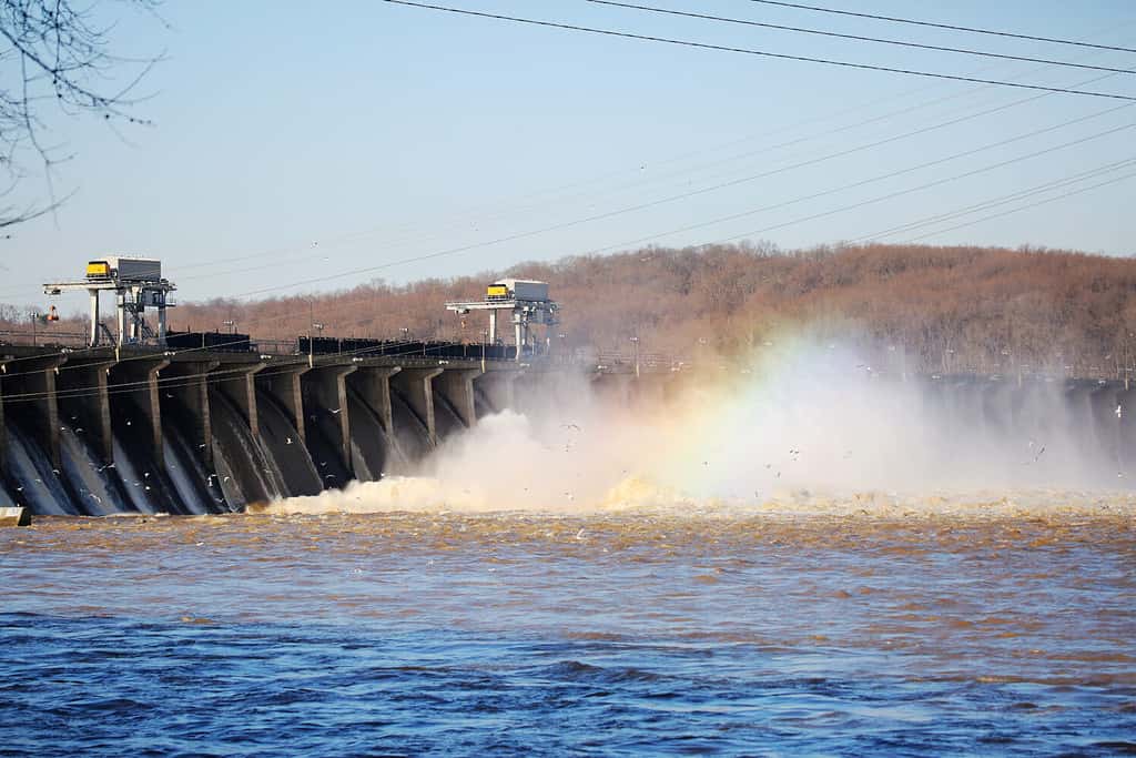 The 6 Best Places and Times to See Bald Eagles in Maryland