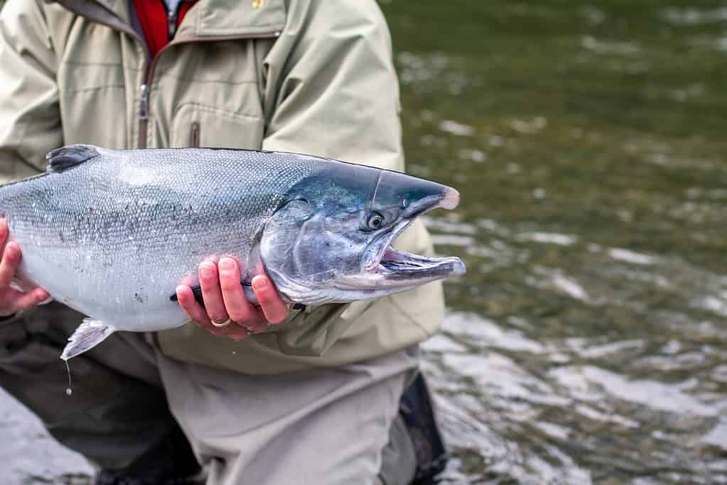 Discover 5 Amazing Fish Living in Lake Washington