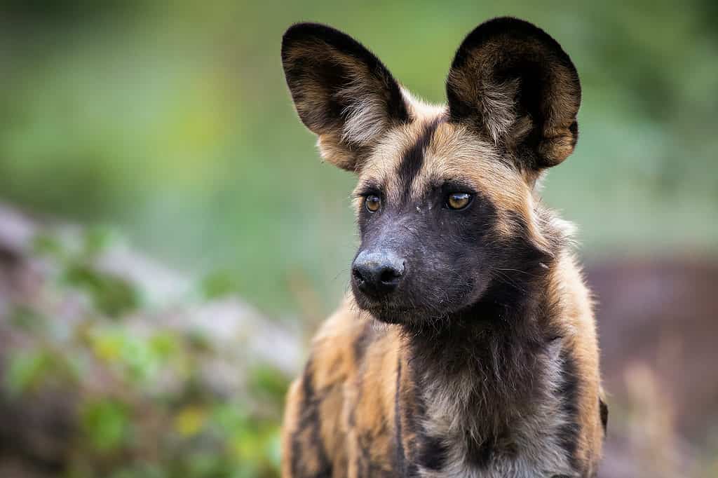 The 11 Most Dangerous Animals Lurking in the Sahara Desert