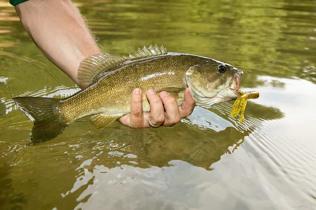 Discover 5 Amazing Fish Living in Lake Washington