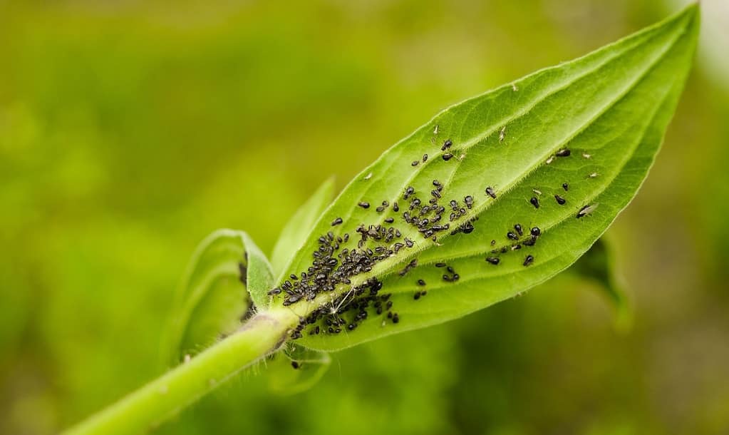 Discover 12 Methods for Getting Rid of Aphids Naturally 