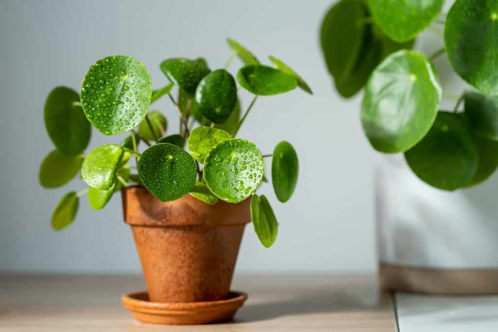 6 Trendy Houseplants to Add to Your Collection