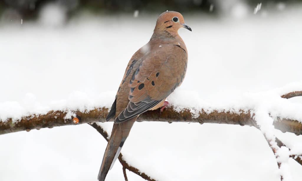 10 Birds That Spend Their Winters in Texas