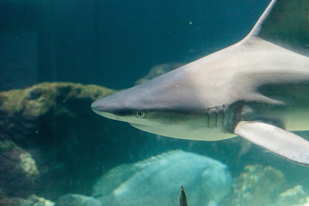 Sharks in Hilton Head: Types, Past Attacks, and More