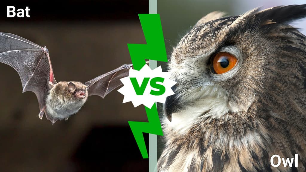 Owl vs Bat: Which Flying Creature Would Win a Fight?