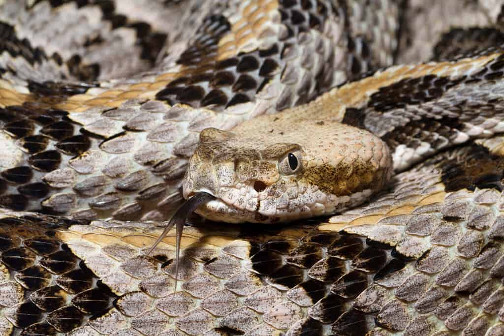 4 Scary Snake Bite Incidents That Happened in Texas This Year