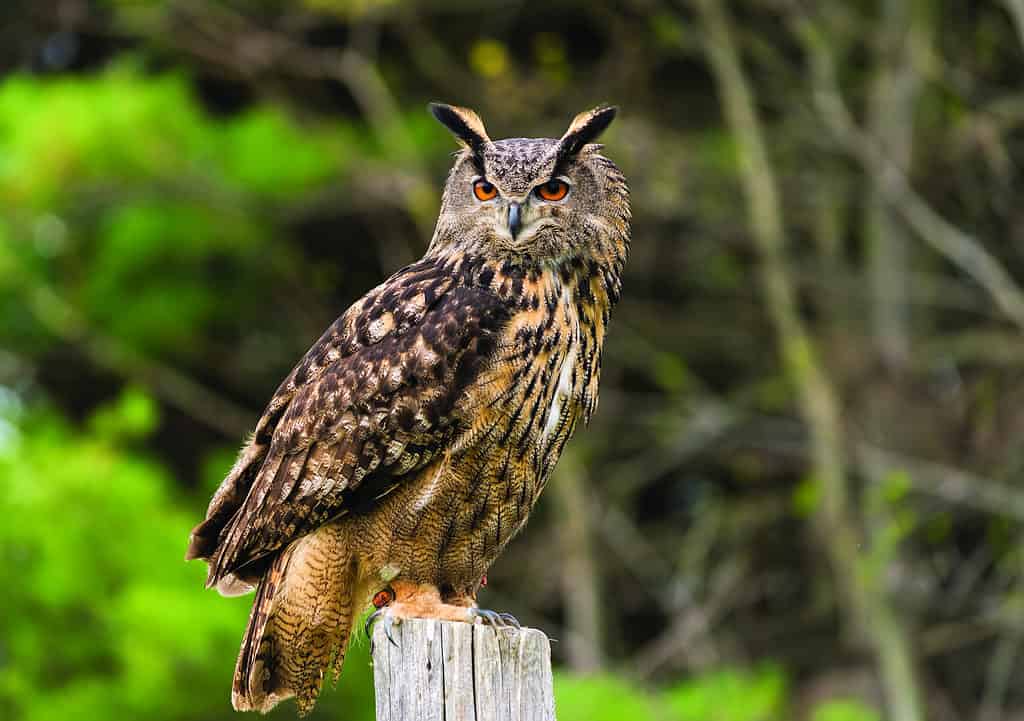 Owl vs Bat: Which Flying Creature Would Win a Fight?