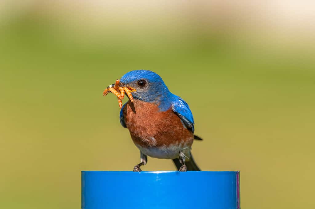 10 Birds That Spend Their Winters in Texas