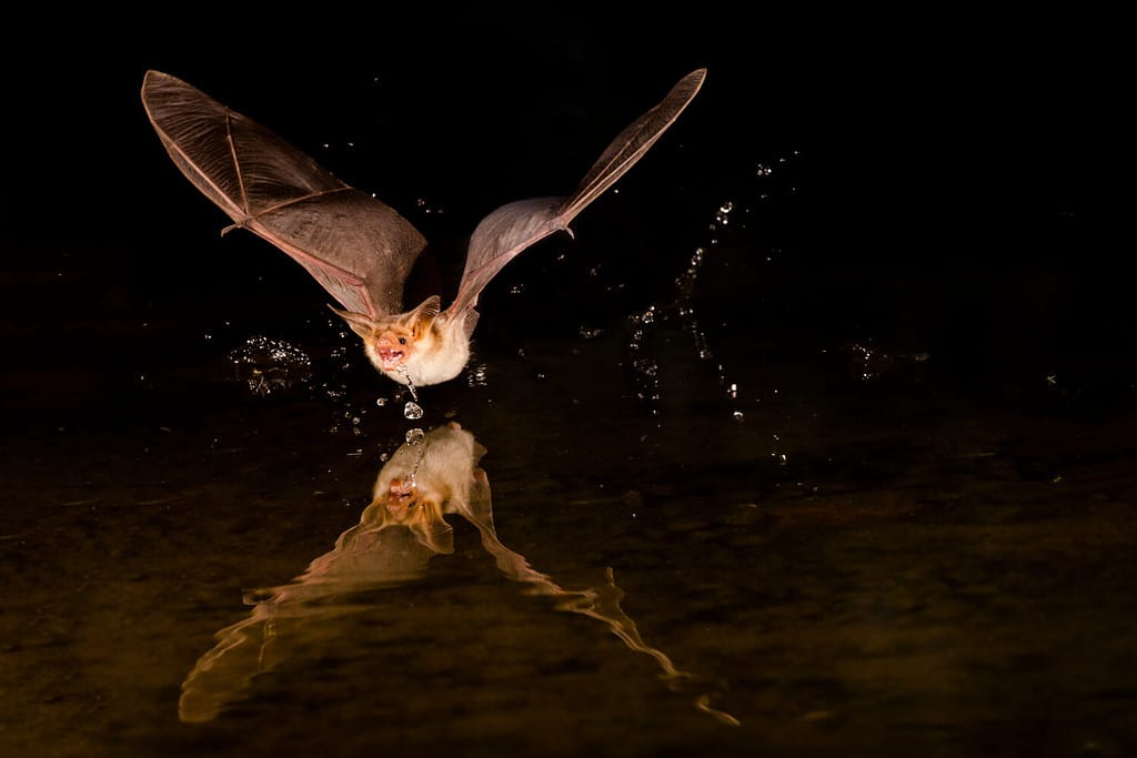 Owl vs Bat: Which Flying Creature Would Win a Fight?