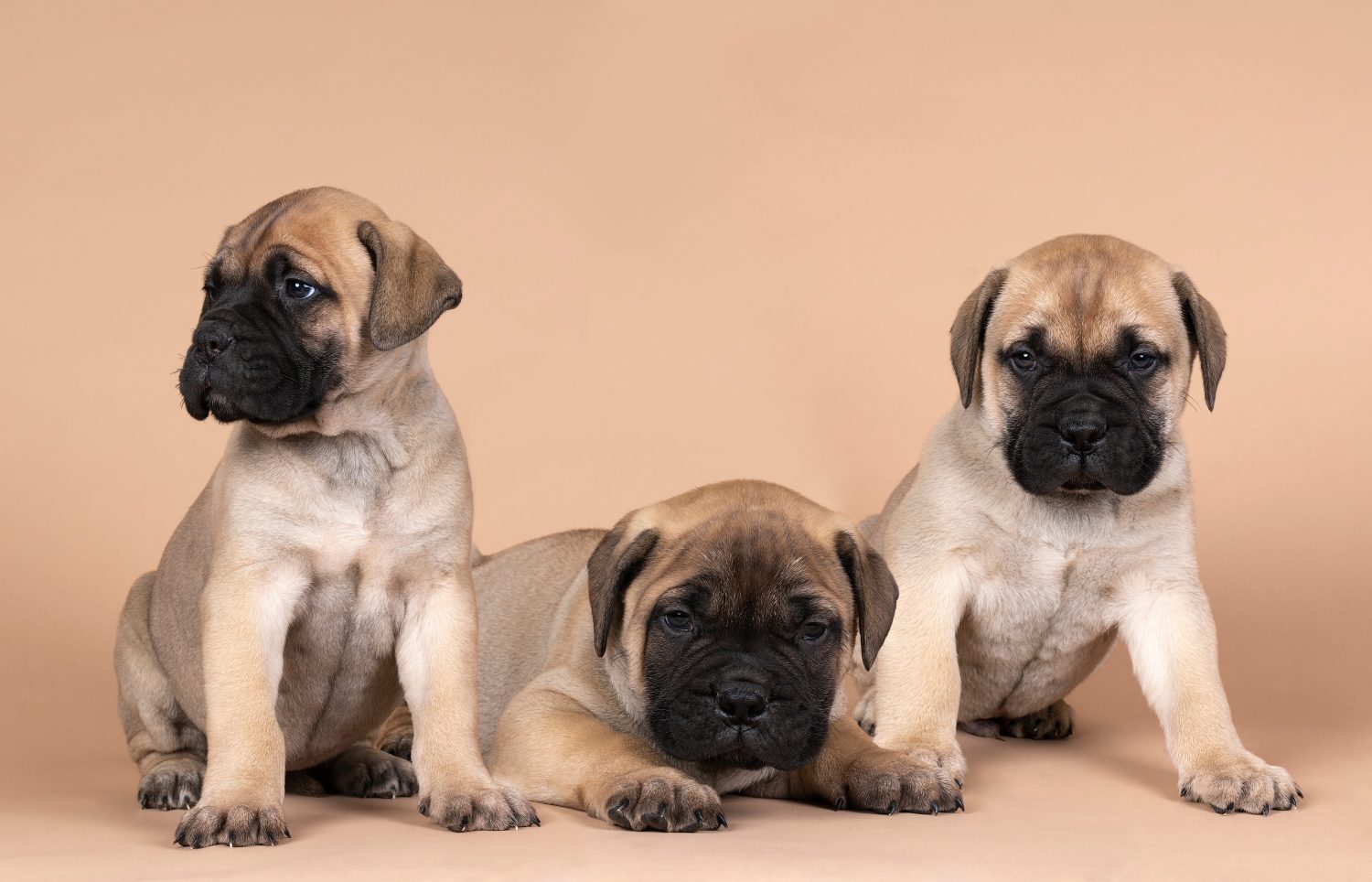 Bullmastiff Prices in 2023: Purchase Cost, Vet Bills, and More!