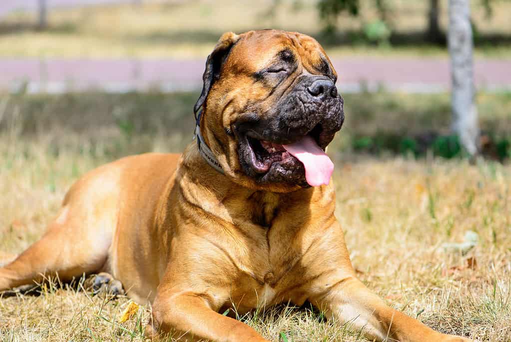 Bullmastiff Prices in 2023: Purchase Cost, Vet Bills, and More!