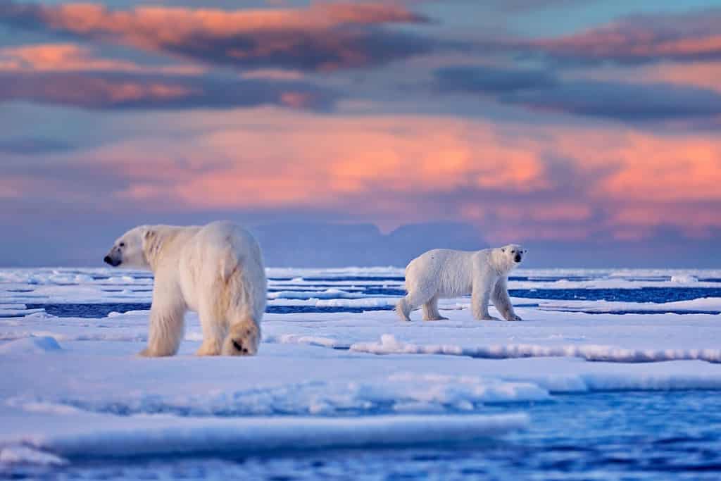 Why Do Polar Bears Need Ice to Survive?