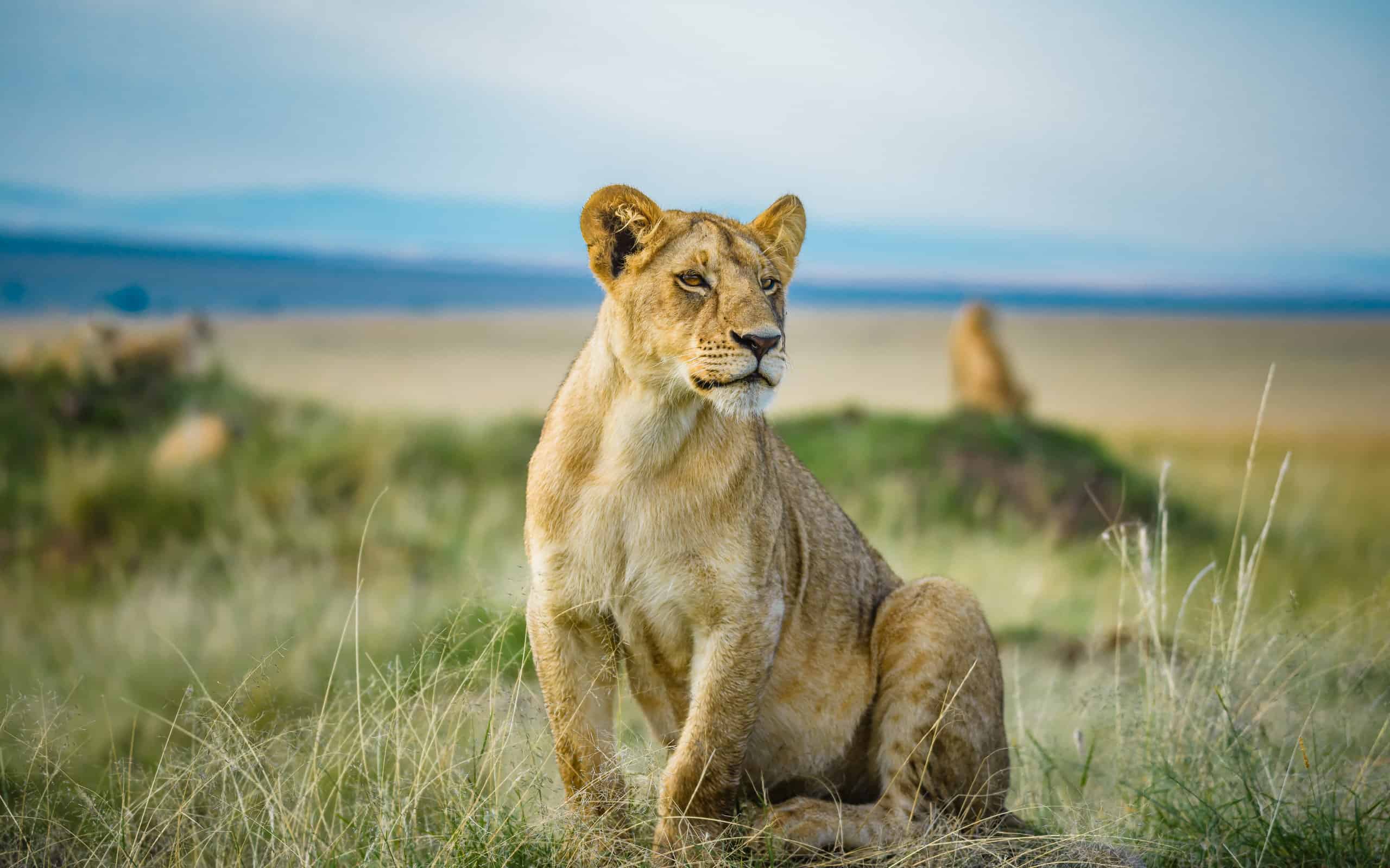 Lioness Shows Her Strength And Drags a 1000-LB Buffalo Out of Water