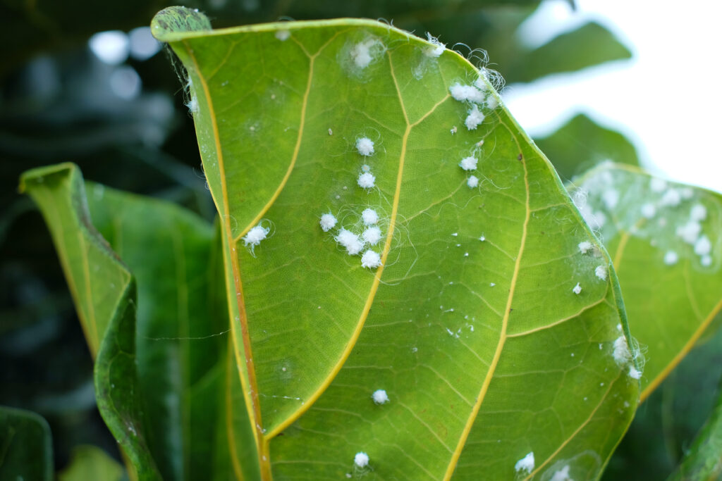 Discover the Best Soil for Fiddle Leaf Figs: Top Mixes and 9 Critical Care Tips