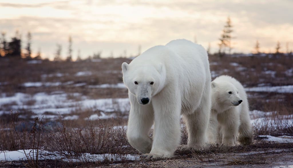 See the Heart-Pounding Footage of a Bear Come Within Feet of a Woman Working Out