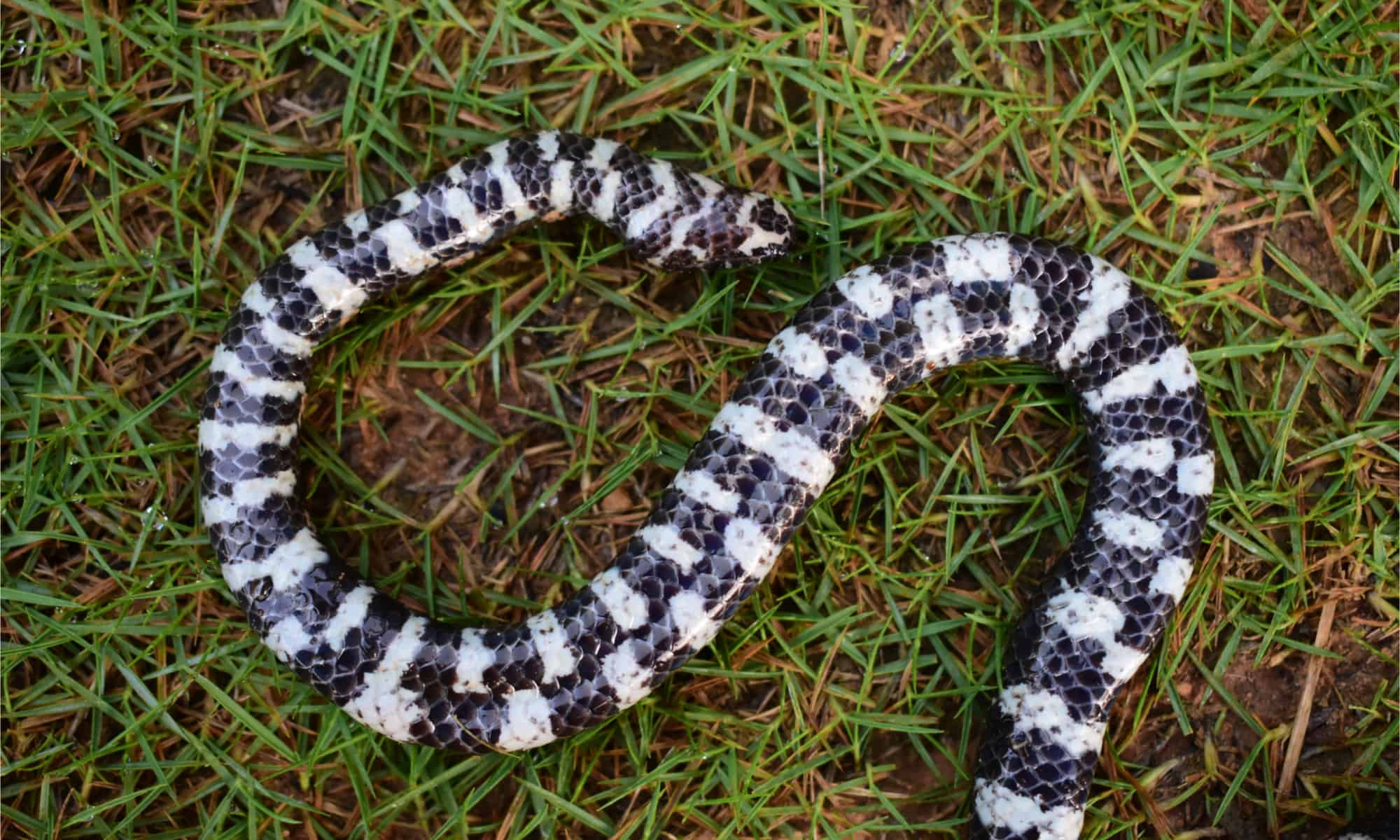 Where Do Corn Snakes Live? 5 States You're Most Likely to Encounter Them